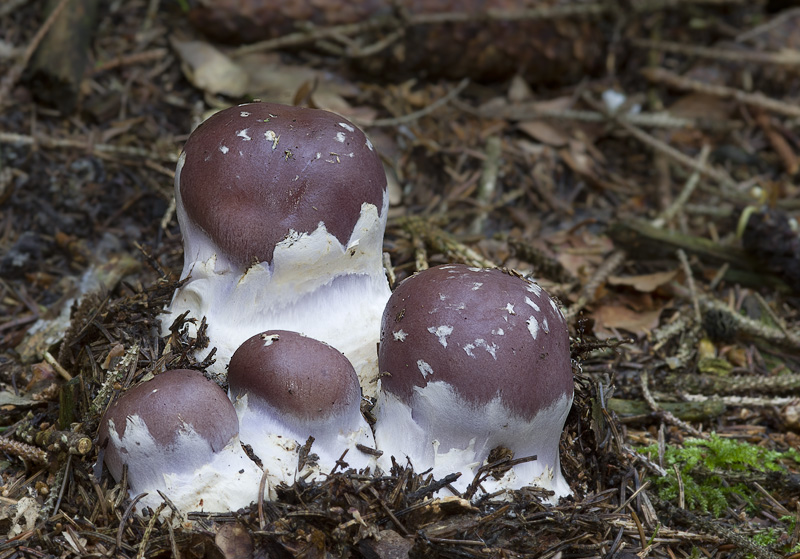 Cortinarius praestans